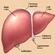 Picture of Liver