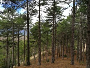Understanding the Oxygen Cycle and Its Importance in the Earth’s Ecosystems